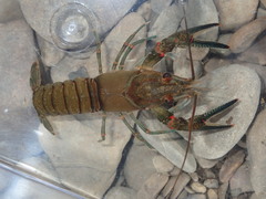 Faxonius longidigitus