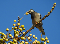 Spodiopsar cineraceus
