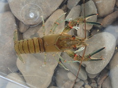 Faxonius longidigitus