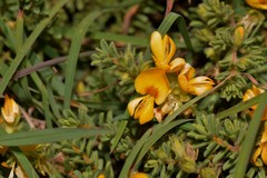 Pultenaea maritima