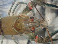 Faxonius longidigitus