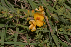 Pultenaea maritima