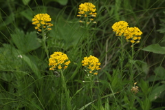 Alyssum trichostachyum