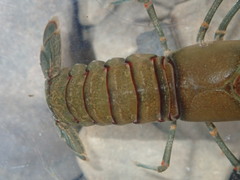 Faxonius longidigitus