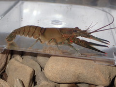 Faxonius longidigitus