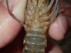 Faxonius longidigitus