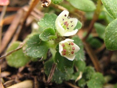 Chrysosplenium hebetatum