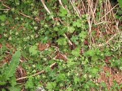 Chrysosplenium hebetatum