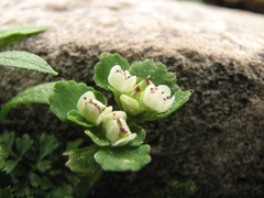 Chrysosplenium hebetatum
