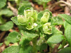 Chrysosplenium hebetatum
