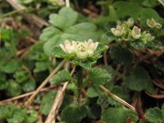 Chrysosplenium hebetatum