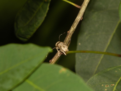 Phloeobius