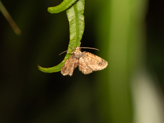 Axinoptera orphnobathra