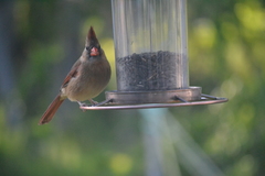 Cardinalis cardinalis