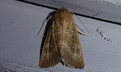 Ichneutica phaula
