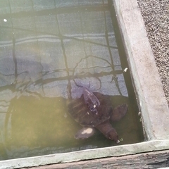 Carettochelys insculpta