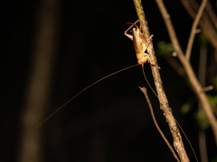 Ocellarnaca