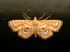 Cymoriza