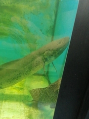 Protopterus annectens