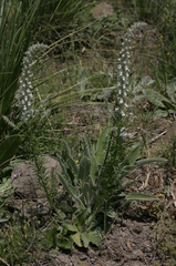 Anarrhinum pedatum