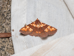 Saroba pustulifera