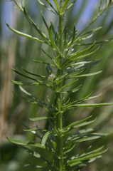 Anarrhinum pedatum