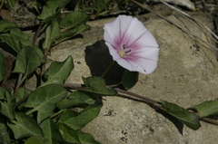 Convolvulus durandoi image