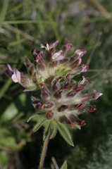 Anthyllis vulneraria maura