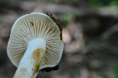 Hygrophorus cossus