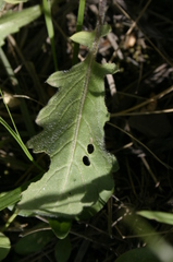 Biscutella raphanifolia