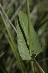 Biscutella raphanifolia