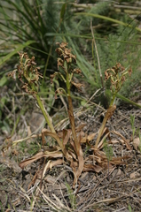 Orchis laeta image