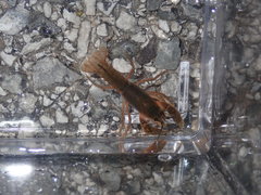 Cambarus causeyi