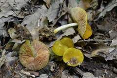 Pluteus chrysophaeus