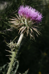 Carduus macrocephalus