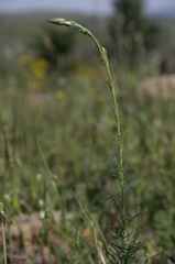 Crupina crupinastrum