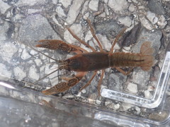 Cambarus causeyi