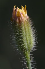 Hypochaeris achyrophorus