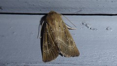 Ichneutica phaula