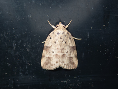 Giaura multipunctata