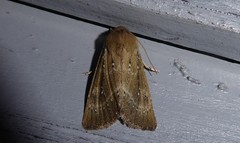 Ichneutica phaula