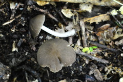 Pluteus nanus