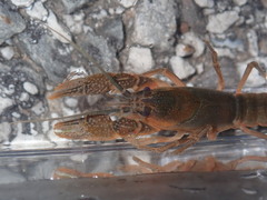 Cambarus causeyi