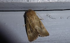 Ichneutica phaula