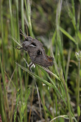 Pamphagus milevitanus