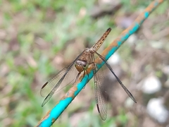 Neurothemis fluctuans