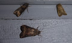 Ichneutica phaula