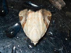 Pseudeustrotia semialba