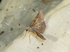 Serratophyga subangulata
