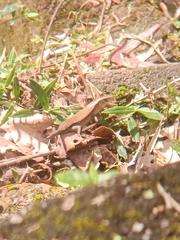 Eutropis multifasciata